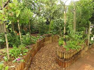 Indigenous Shady Gardens - beat the Greenhouse Effect